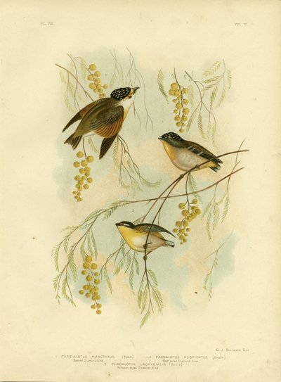 Diamant tacheté ou Pardalote tacheté, 1891 - Gracius Broinowski